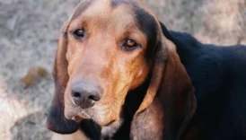 bloodhounds - PetTrainGuide