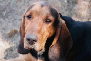 bloodhounds - PetTrainGuide
