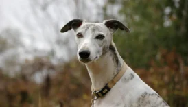 whippet - PetTrainGuide