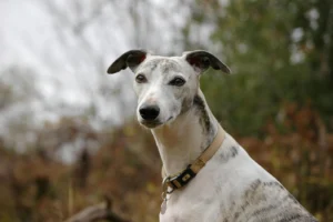 whippet - PetTrainGuide