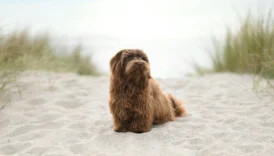 havanese dog - PetTrainGuide