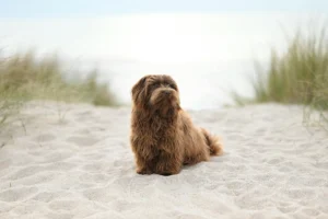 havanese dog - PetTrainGuide