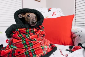 italian greyhound - PetTrainGuide