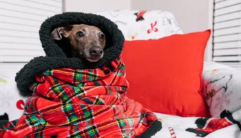 italian greyhound - PetTrainGuide