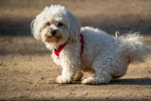 maltese dog dogs - PetTrainGuide