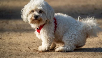 maltese dog dogs - PetTrainGuide