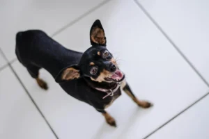 miniature pinscher - PetTrainGuide