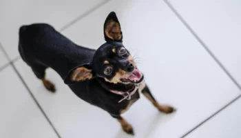 miniature pinscher - PetTrainGuide