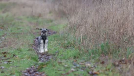 miniature schnauzer - PetTrainGuide