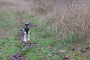 miniature schnauzer - PetTrainGuide