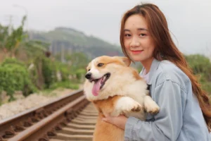 pembroke welsh corgi - PetTrainGuide