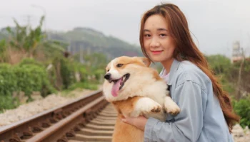 pembroke welsh corgi - PetTrainGuide