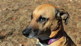 plott hound - PetTrainGuide