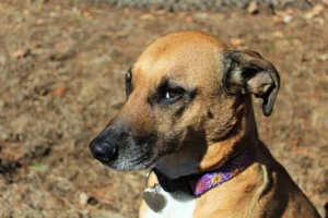 plott hound - PetTrainGuide