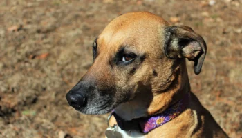 plott hound - PetTrainGuide