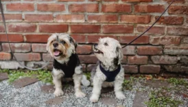 small dog breeds - PetTrainGuide