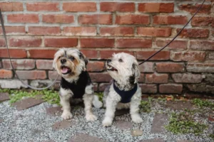 small dog breeds - PetTrainGuide
