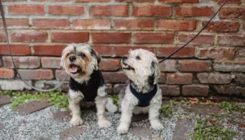 small dog breeds - PetTrainGuide