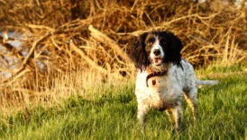 springer spaniel - PetTrainGuide