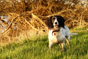 springer spaniel - PetTrainGuide