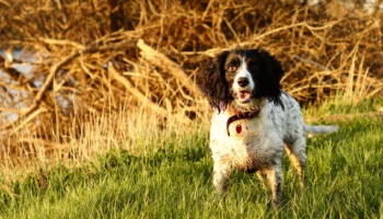springer spaniel - PetTrainGuide