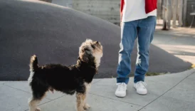 small dogs - PetTrainGuide