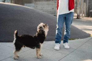 small dogs - PetTrainGuide