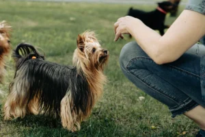 terrier breeds - PetTrainGuide