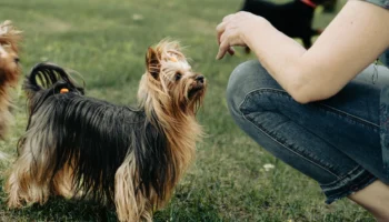 terrier breeds - PetTrainGuide