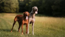 vizsla - PetTrainGuide