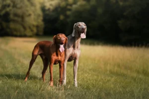 vizsla - PetTrainGuide