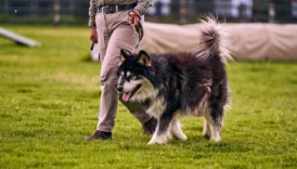 alaskan malamute - PetTrainGuide