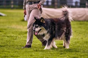 alaskan malamute - PetTrainGuide