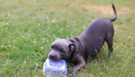 amstaff american staffordshire - PetTrainGuide