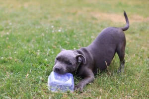 amstaff american staffordshire - PetTrainGuide