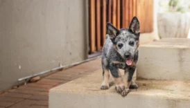australian cattle dog - PetTrainGuide