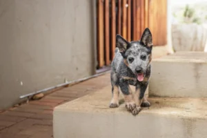 australian cattle dog - PetTrainGuide