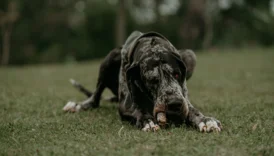 big dogs big - PetTrainGuide