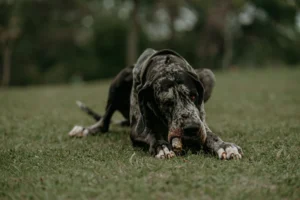big dogs big - PetTrainGuide