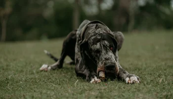 big dogs big - PetTrainGuide