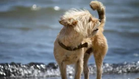 cairn terrier - PetTrainGuide