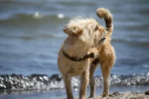 cairn terrier - PetTrainGuide