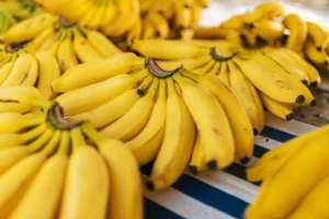 can dogs have bananas - PetTrainGuide