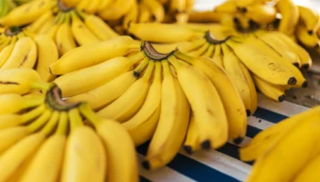 can dogs have bananas - PetTrainGuide
