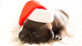 cane corso puppies for sale - PetTrainGuide