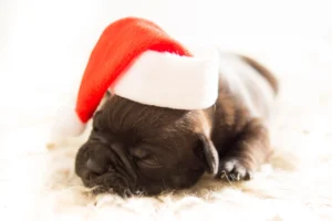 cane corso puppies for sale - PetTrainGuide
