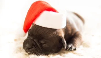 cane corso puppies for sale - PetTrainGuide