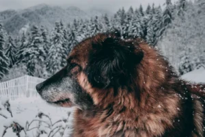 dog caucasian mountain - PetTrainGuide