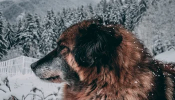 dog caucasian mountain - PetTrainGuide