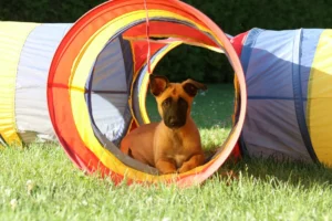dutch shepherd - PetTrainGuide